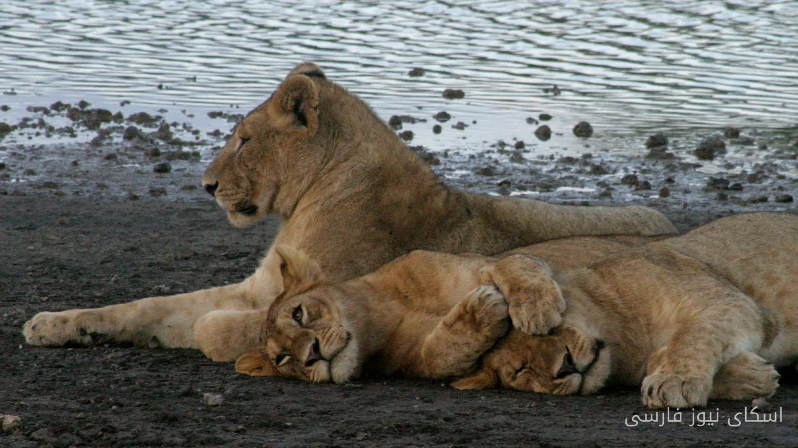 مرگ ده شیر در منطقه حفاظت‌شده Ngorongoro تانزانیا